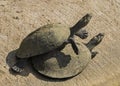 Mating Turtles