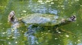 Mating turtles with heads above water surface