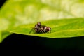 Mating of two Flies Macro Nature Backgrounds, and Insects Collection.