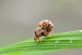 mating of two insects on green leaves Royalty Free Stock Photo