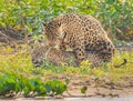 Mating of two jaguars in the Pantanal