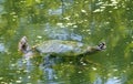 Mating of two large turtles