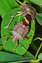 Mating of two Shield bug Royalty Free Stock Photo