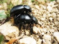 Mating of two white Earth-boring dung beetles Geotrupidae Royalty Free Stock Photo