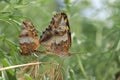 Mating variegated fritillary butterflies (Euptoieta claudia) in Colorado, USA.