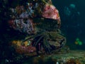 Mating velvet swimming Crab Royalty Free Stock Photo