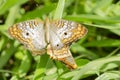 Mating Victorinini Butterflies Royalty Free Stock Photo