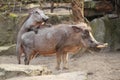 Mating warthogs