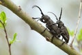 Mating weaver beetles, Lamia textor on willow twig Royalty Free Stock Photo