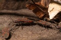 Western Boxelder Bugs