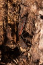 Western Boxelder Bugs