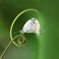 Mating white butterflies Pieridae Leptosia Nina hanging on the green shoot