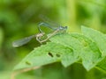 White-legged damselflies platycnemis pennipes mating on green leaf Royalty Free Stock Photo