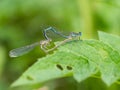 White-legged damselflies platycnemis pennipes mating on green leaf Royalty Free Stock Photo