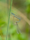 White-legged damselflies platycnemis pennipes mating on grass Royalty Free Stock Photo