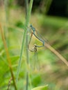 White-legged damselflies platycnemis pennipes mating on grass Royalty Free Stock Photo