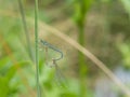 White-legged damselflies platycnemis pennipes mating on grass Royalty Free Stock Photo