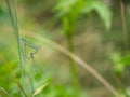White-legged damselflies platycnemis pennipes mating on grass Royalty Free Stock Photo