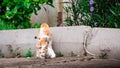 mating white orange cat on garden Royalty Free Stock Photo