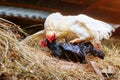 Mating of a white rooster and a black hen on a farm, in a henhouse with hay Royalty Free Stock Photo