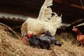 Mating of a white rooster and a black hen on a farm, in a henhouse with hay Royalty Free Stock Photo