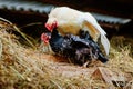 Mating of a white rooster and a black hen on a farm, in a henhouse with hay Royalty Free Stock Photo