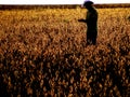 Farmer in soy field