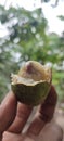 Matoa fruit is one of the original Indonesian fruits which is often found in Papua.