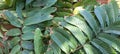 Matoa fruit shape leaves