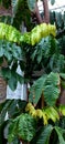 Matoa fruit shape leaves