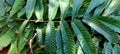 Matoa fruit shape leaves