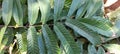 Matoa fruit shape leaves