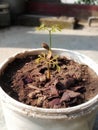 Matoa tree (Pometia Pinnata) Seedlings