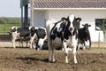 Matriarch Dairy Cow, Farm Animals, Flock Royalty Free Stock Photo