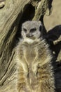 Matriarch meerkat