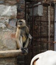 Matriarch Long tailed Monkey on guard duty