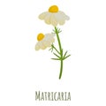 Matricaria chamomile icon, cartoon style