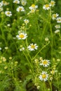 Matricaria chamomilla with blurred same flowers in the background