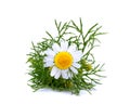 Matricaria chamomilla.Chamomile medicinal isolated.