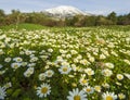 Matricaria chamomilla daisies among green grass on a Sunny day against the background of mount Dirfys on island Evia, Greece