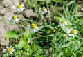 Matricaria chamomilla flowers, commonly known as chamomile