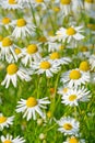 Matricaria chamomilla flowers