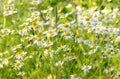 Matricaria chamomilla flowers on meadow