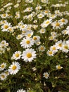 Matricaria chamomilla. Matricaria chamomilla flowers on meadow. Field of camomile Royalty Free Stock Photo