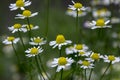 Matricaria chamomilla scented mayweed in bloom