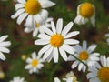 Matricaria chamomilla syn. Matricaria recutita - chamomile. Royalty Free Stock Photo