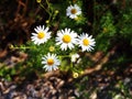 Matricaria chamomilla syn Matricaria recutita (chamomile)