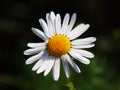 Matricaria chamomilla syn Matricaria recutita (chamomile) Royalty Free Stock Photo