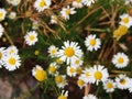 Matricaria chamomilla syn Matricaria recutita (chamomile) Royalty Free Stock Photo