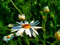 Matricaria chamomilla synonym: Matricaria recutita, commonly known as chamomile